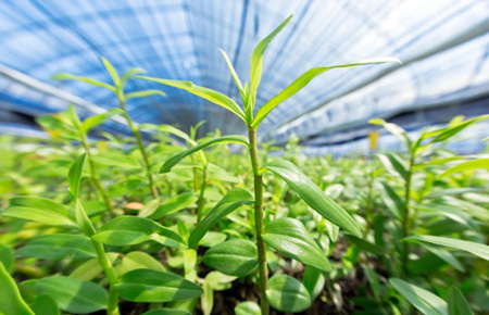 ������Ƥʯ��