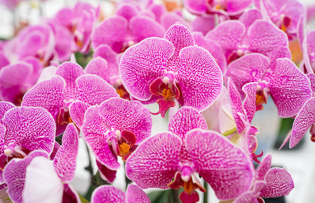 ������Ʒ������